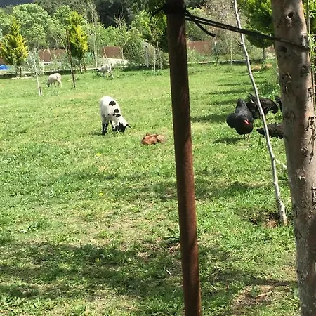 Nocleg ze śniadaniem Deniz Kizi Garden *